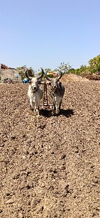 બળદ વેચવાના છે