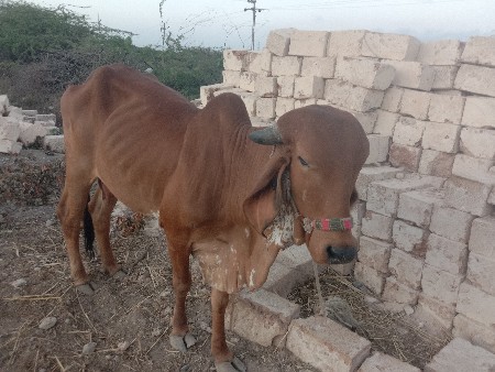 थंबनेल 2