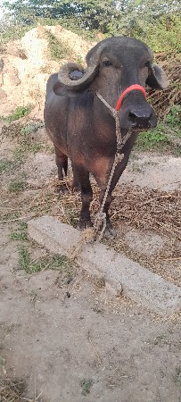 ભેસ વેચાણ સે