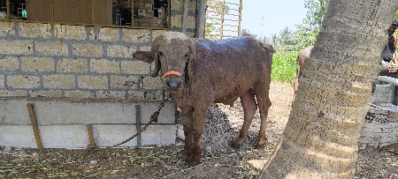 pada vechvana che bey bhura