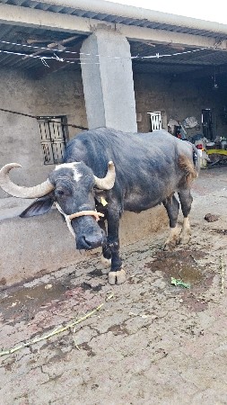 ભેસ વેચવાની છે