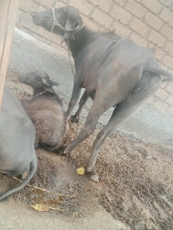 थंबनेल 3