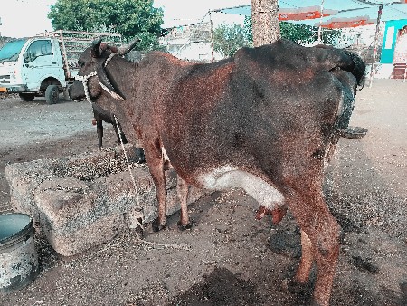 ગાય વેચવાની છે 3/4/દિવસની કાચી