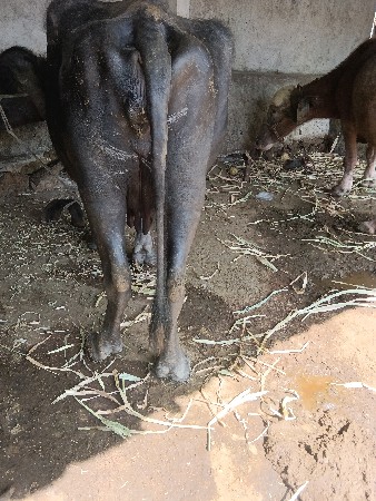 3જુ વેતર