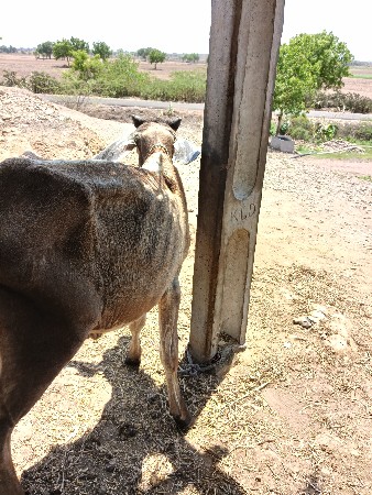 વાછરડો વેચવા નો છે