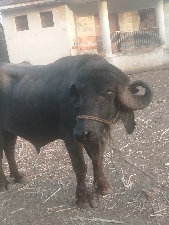 પાડો વેચવાનો છે