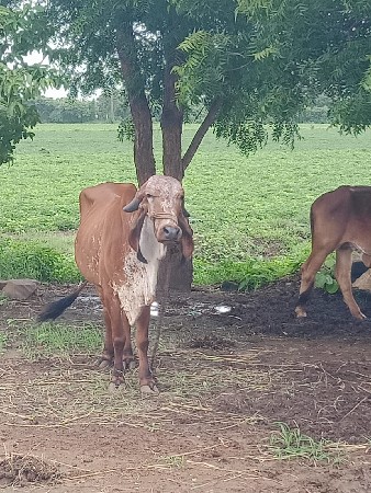 थंबनेल 2