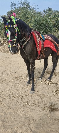 ghodi na sata kar va na che