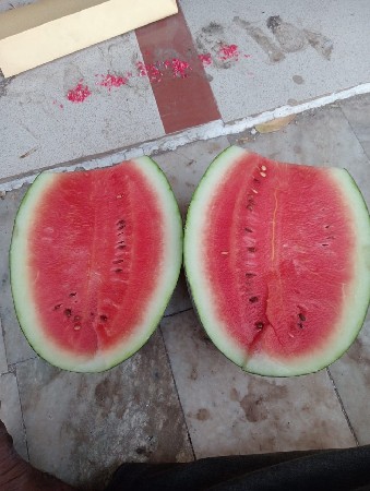 તરબુચ વાડો વેચવા નો છે