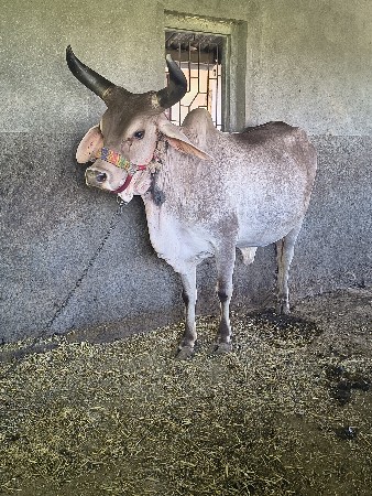 ગાય વેચવાની છે