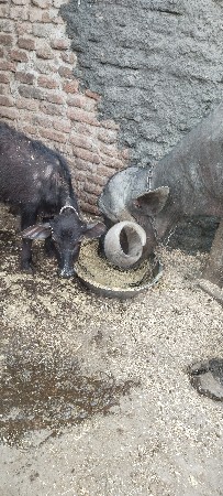 થંબનેલ 3