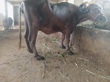 થંબનેલ 2