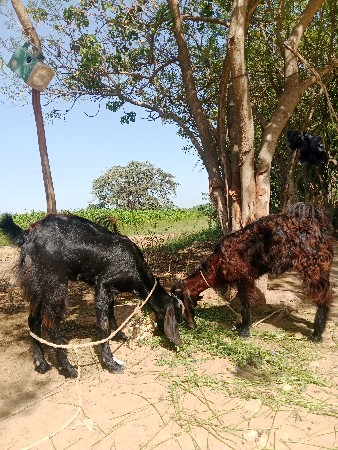 2બકરી વેચવાની ની 18મહિના ની છે