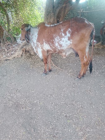 ગાયવેશવાનીછે