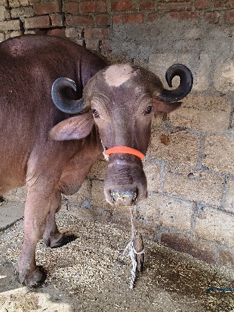 ભેસ વેચવાની છે ઉચાય લંબાઈ પુરી