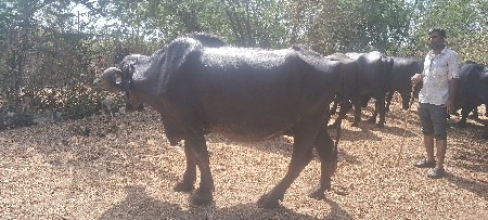 थंबनेल 3