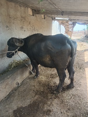 ભેંસ વેચવાની છે