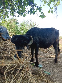 પાડો વેચવાનો છે