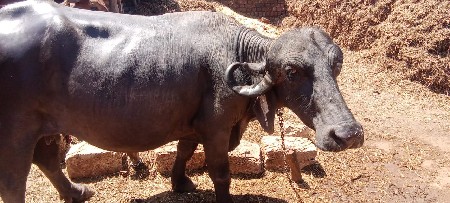 બીજું હતું