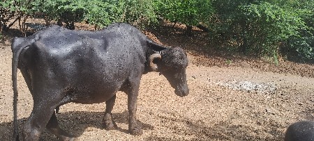 ભેંસ વેચવાની છે