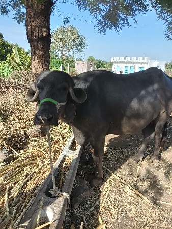 थंबनेल 3