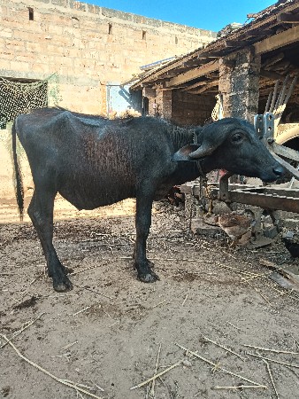 થંબનેલ 3