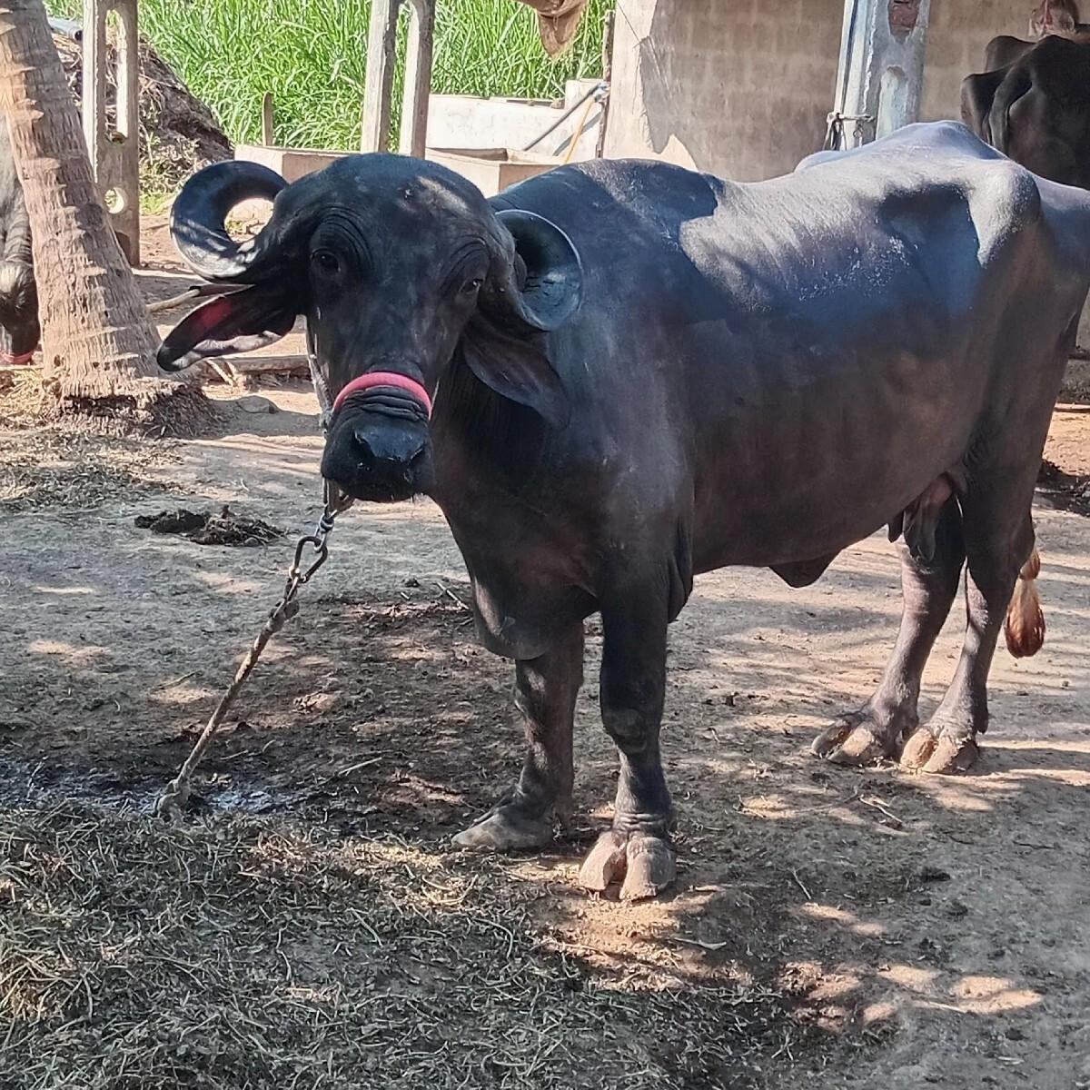 ભેંસ વેચવાની છે