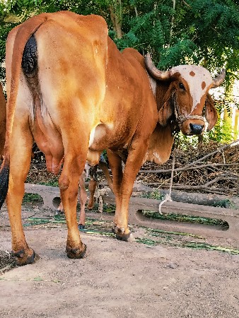 ગાય વેચવાની
ગાય વેચવાની