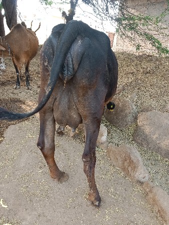 ગાય વેચવાની છે