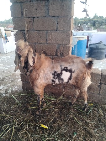 બકરો વેચવાનો છે