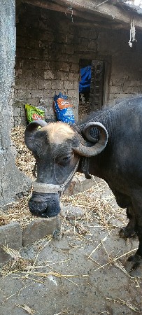 ભેંસ વેચવાની છે