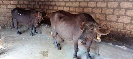 આ ભેસુ  વેચવાની છે