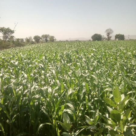 લીલી જુવાર