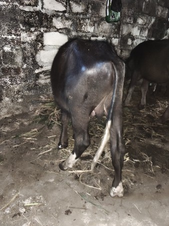 ભગરો પાડો વેચવાનો છે 
સ્વ બે વર્ષ