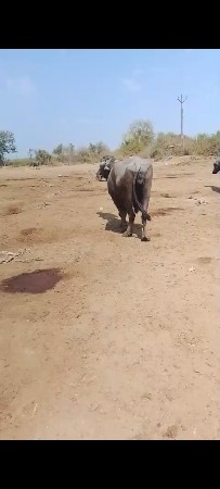 3 bhesho  120/110/90