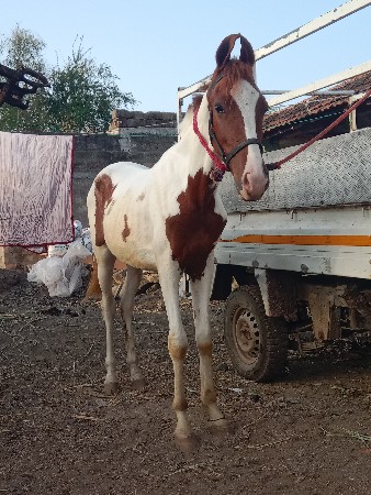 थंबनेल 2