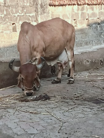 ગાય વેચવાની છે
