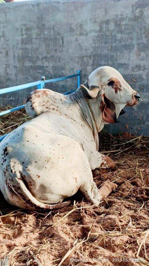 ડોઝ લેવા કૉન્ટેક કરો 
રાજ ખૂંટ માંડવા