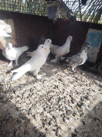 bhai kabutar devana se