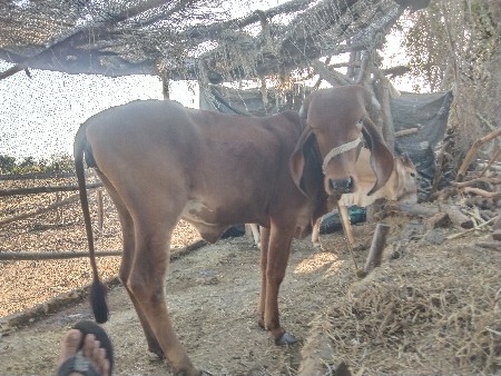 थंबनेल 1