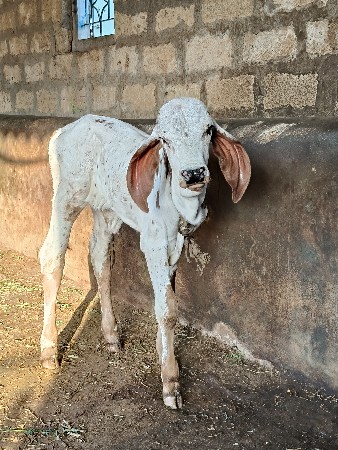 ગીર ગાય ઓરિનલ ગાય