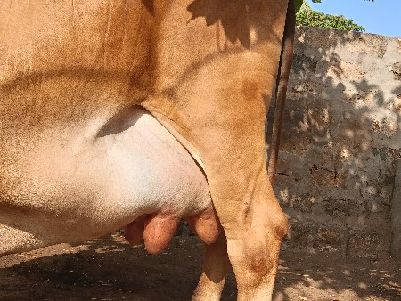 ગાય વેસવાની સે