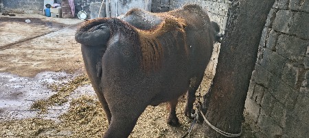 ખળેલી વેચવાની છે