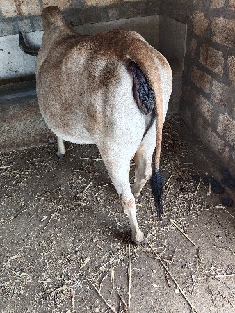 ગાય આપવાની છે