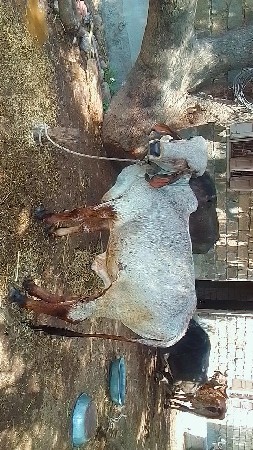 ખૂંટ આપવાનો છે