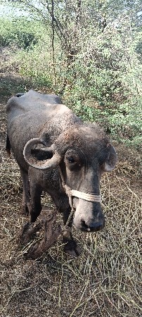 थंबनेल 2