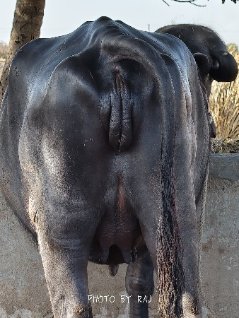 ભેંસ વેચવાની છે .