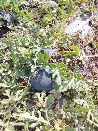 તરબુચ ની કચરી