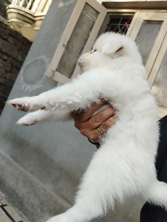 Pomeranian male puppy