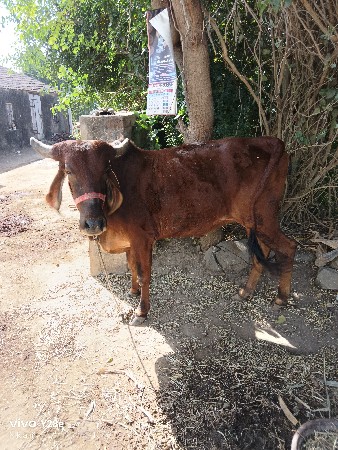 ગાય વેચવાની છે